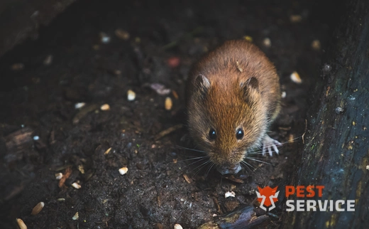 Дератизация в Озерске