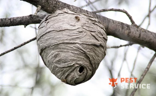 Уничтожение гнезд